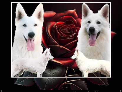 Chiots Bergers Blancs Suisses LOF à vendre