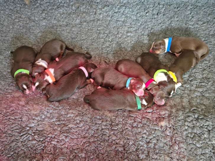 Chiots Bergers Australiens rouges tricolores
