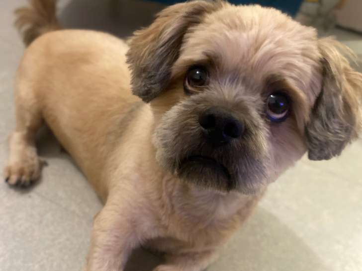 Lhassa Apso Mâle à donner