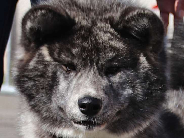 Chiots Akita Inu LOF à réserver