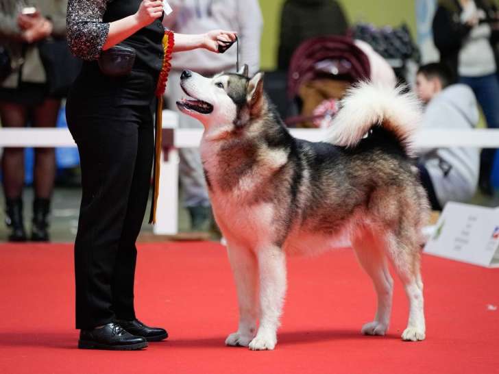 Mâle Malamute d’Alaska LOF disponible pour saillie