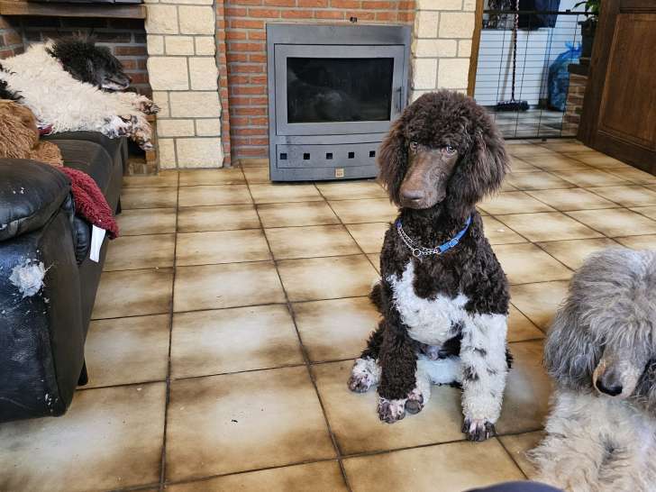 Jeunee mâle Caniche Royal bicolore à vendre