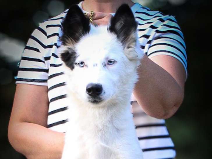 Chiots Laika de Iakoutie LOSH à vendre