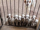 Chiots de race Setter Anglais à vendre (2 femelles & 6 mâles)