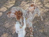 Chiots de race Setter Anglais à vendre (2 femelles & 6 mâles)
