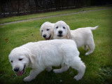 Chiots Golden Retriever à vendre