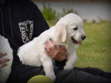 Chiots Golden Retriever à vendre
