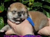 Chiots Shiba Inu à vendre