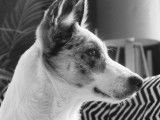 Male Border Collie LOF disponible pour saillie