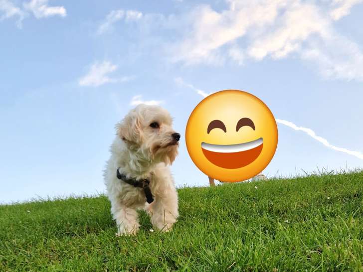 Mâle Bichon Maltais disponible pour saillie