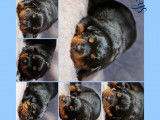 Chiots Rottweiler de lignées allemandes à vendre