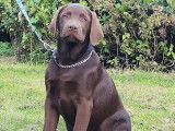 Chien mâle Labrador 2 ans à vendre (LOF)