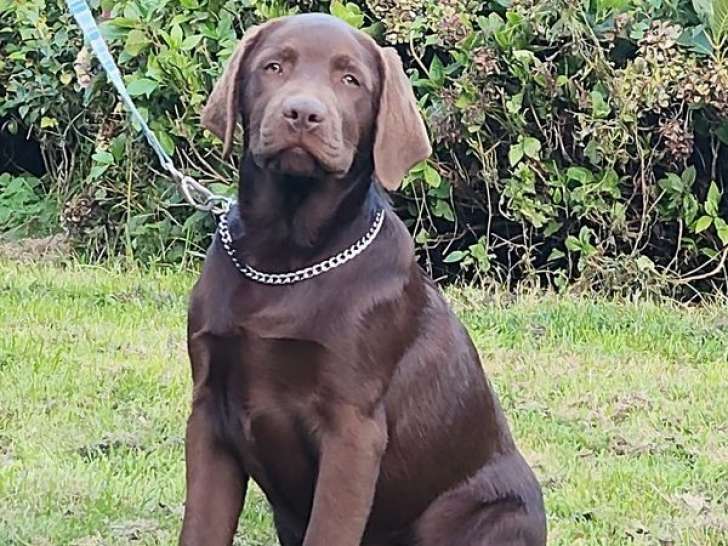 Chien mâle Labrador 2 ans à vendre (LOF)