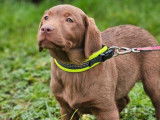 Chienne Labrador chocolat LOF disponible à la vente