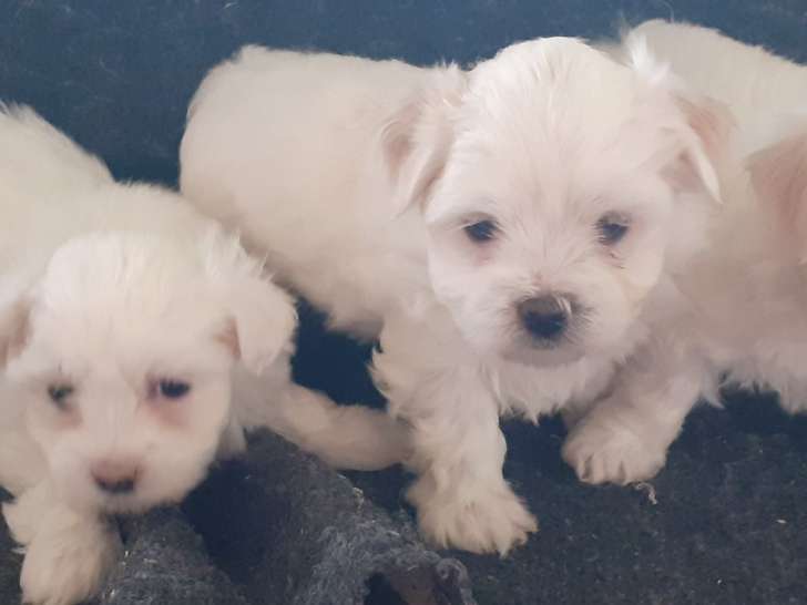 Chiots Bichon Maltais petit gabarit à vendre