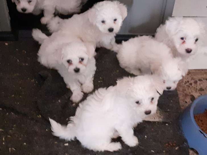 Chiots Bichon Maltais petit gabarit 2 femelles et 2 mâles