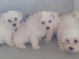 Chiots Bichon Maltais petit gabarit 2 femelles et 2 mâles