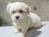 Chiots Bichon Maltais petit gabarit  2 mâles