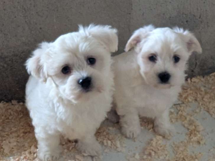Chiots Bichon Maltais joli gabarit 3 mâles