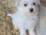 Chiots Bichon Maltais joli gabarit 3 mâles