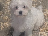 Chiots Bichon Maltais joli gabarit  1 mâle