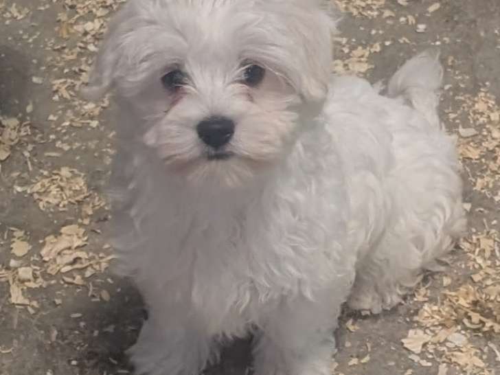 Chiots Bichon Maltais joli gabarit 1 mâle