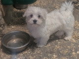 Chiots Bichon Maltais joli gabarit 1 mâle