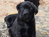Chien Labrador mâle à acheter (LOF)