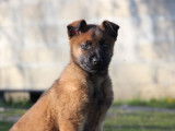 Chiot Malinois mâle LOF à vendre