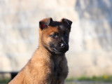 Chiot Malinois mâle LOF à vendre