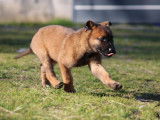 Chiot Malinois mâle LOF à vendre