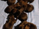 10 chiots Malinois LOF disponibles à la vente