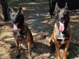 10 chiots Malinois LOF disponibles à la vente