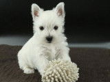 Chiot mâle Westie LOF à vendre