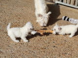 Chiot mâle Westie LOF à vendre