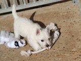 Chiot mâle Westie LOF à vendre