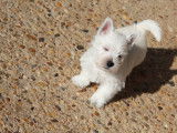 Chiot mâle Westie LOF à vendre