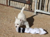 Chiot mâle Westie LOF à vendre