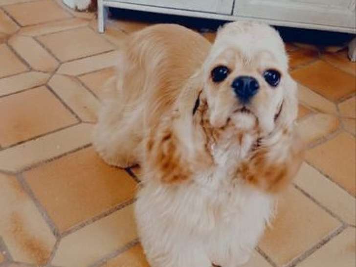 Chienne Cocker Américain disponible à la réservation (LOF)