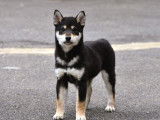 Chiot mâle  Shiba Inu disponible à la vente (LOF)