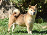 Chiot mâle  Shiba Inu disponible à la vente (LOF)