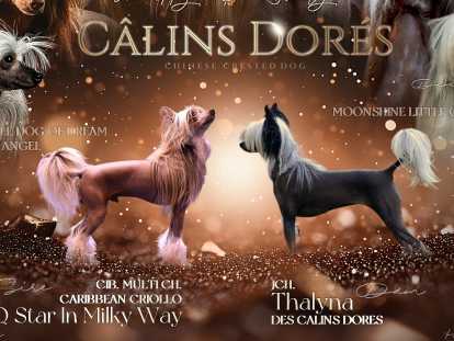 Chiot Chien Chinois à Crête chocolat à vendre