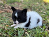 Chiot mâle Épagneul Nain Continental Papillon LOF disponible à la vente