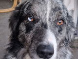 Mâle Border Collie de couleur bleu merle pour saillie