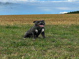Mâle American Staffordshire Terrier disponible pour saillie