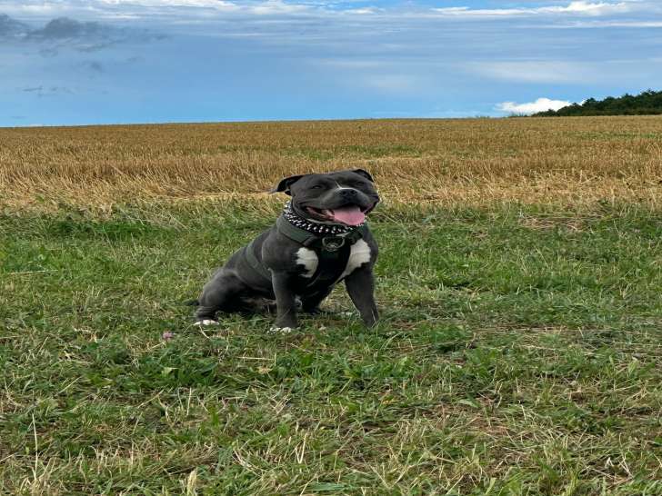 Mâle American Staffordshire Terrier disponible pour saillie
