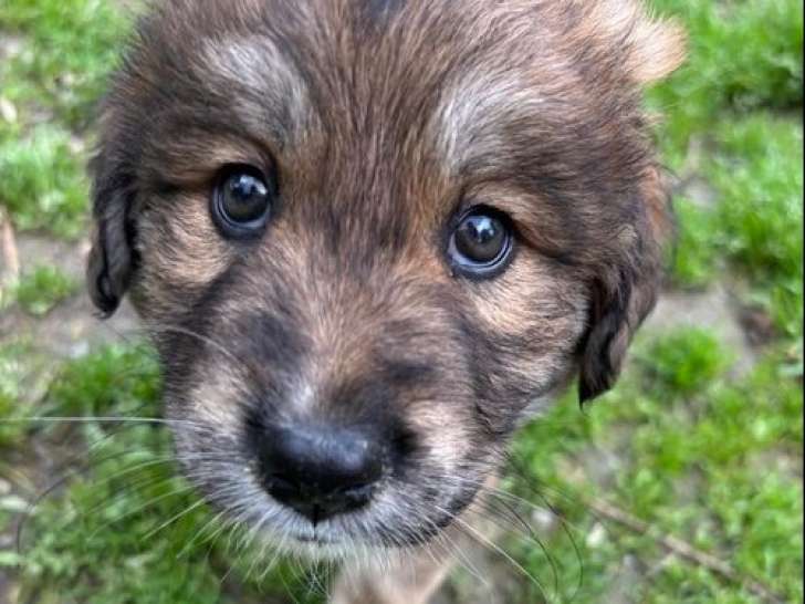Fluffzilla, chiot femelle à adopter