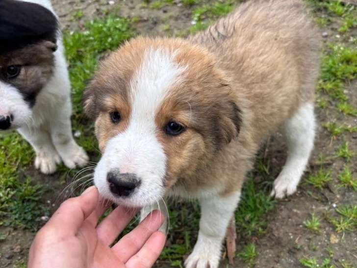 Dafne, adorable chiot femelle à donner