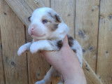 Chiots Berger Américain Miniature à vendre