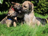 Chiots Border Terrier à vendre